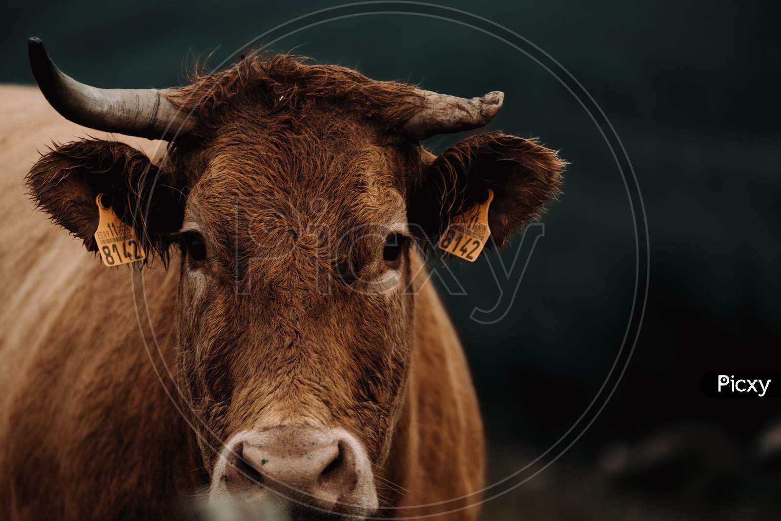 Close Up With Copy Space Of A Brown Cow Looking Straight To Camera During A Stormy Day In The Middle Of The Mountains