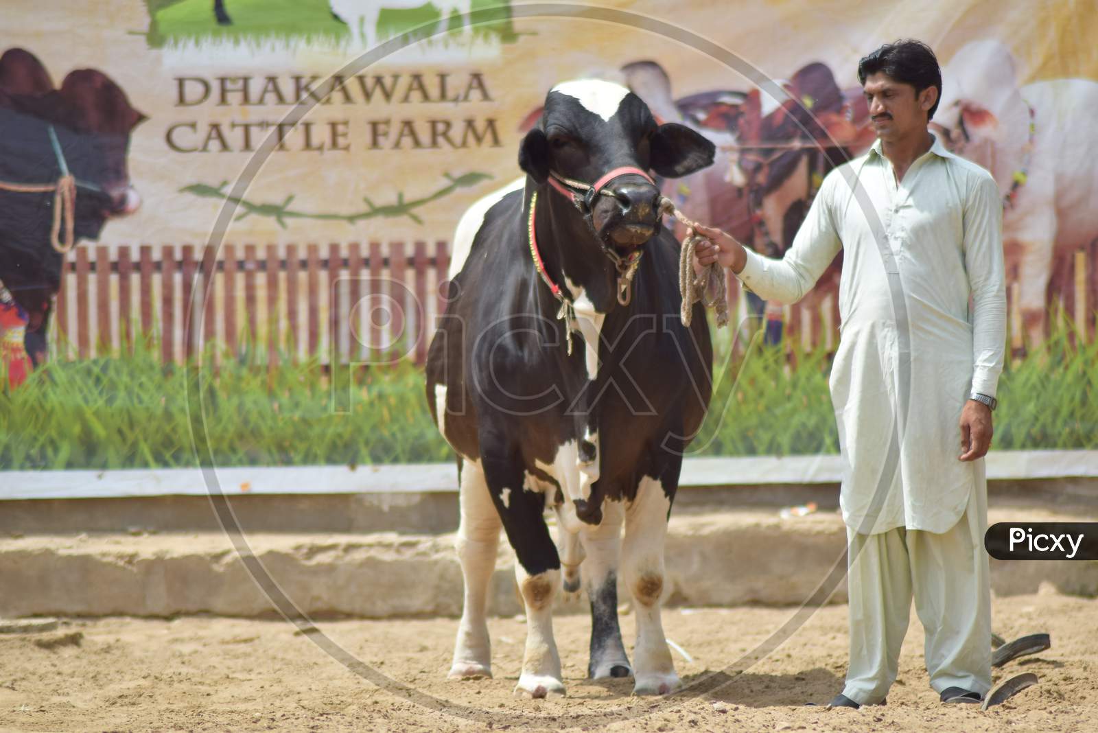 A Man with Black Bull in Cattle Farm