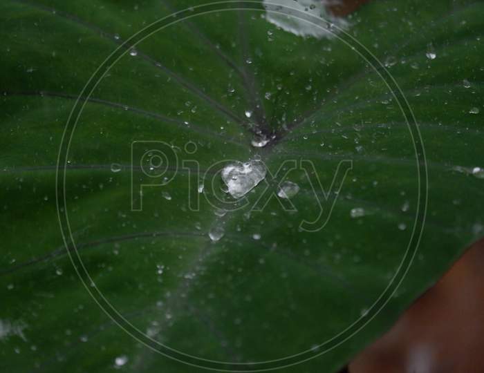 water drops on taro leaf