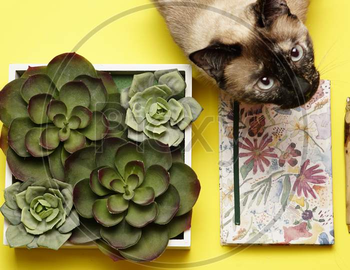 Top View Of Workspace With Agenda Plants And Siamese Cat. Flat Lay