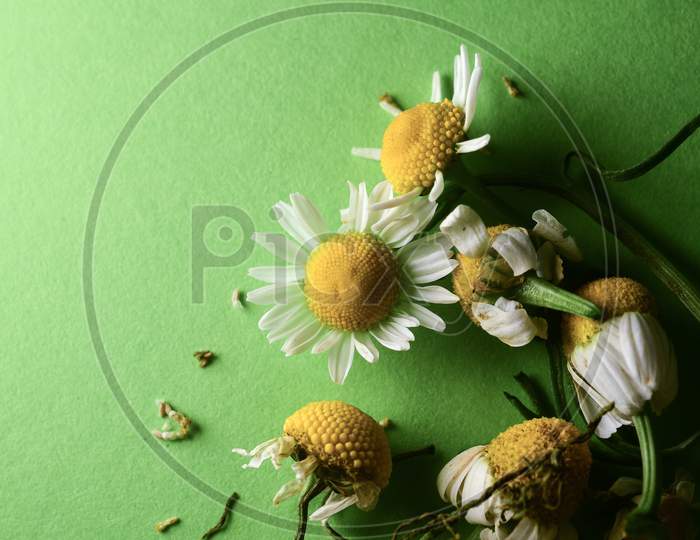 Beautiful Macro Close Up Of Chamomile Flowers / Plant On Green Background