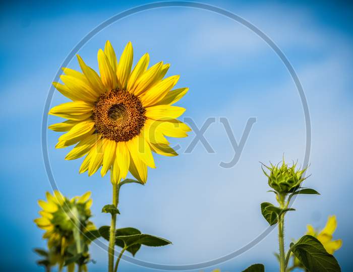 Sunflower, sunflower field