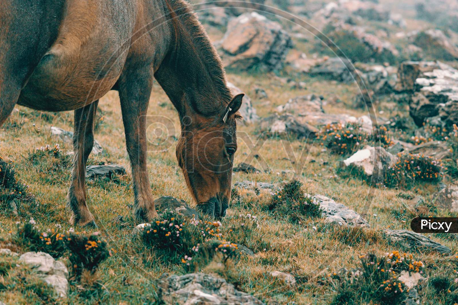 Close Up Of A Brown And Black Wild Horse In The Mountains Eating Grass With A Lot Of Mist