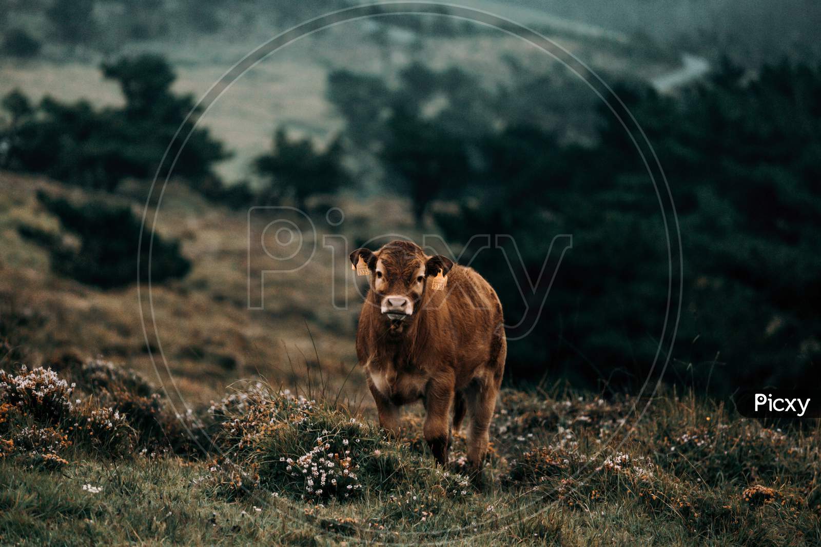Brown Baby Cow Looking Straight To Camera In The Middle Of The Mountains