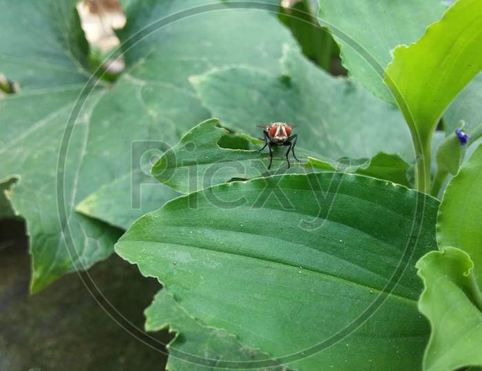 Closeup shot of a domestic fly sitting on a leaf.