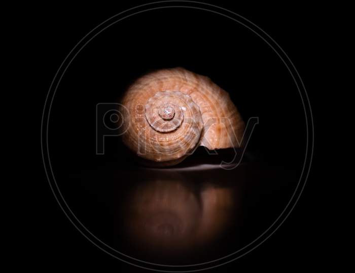 Spiral Snail with black background