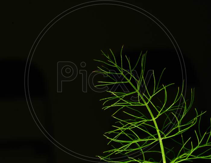 Proffesional Studio Macro Close Up Photograph Of Dill Plant