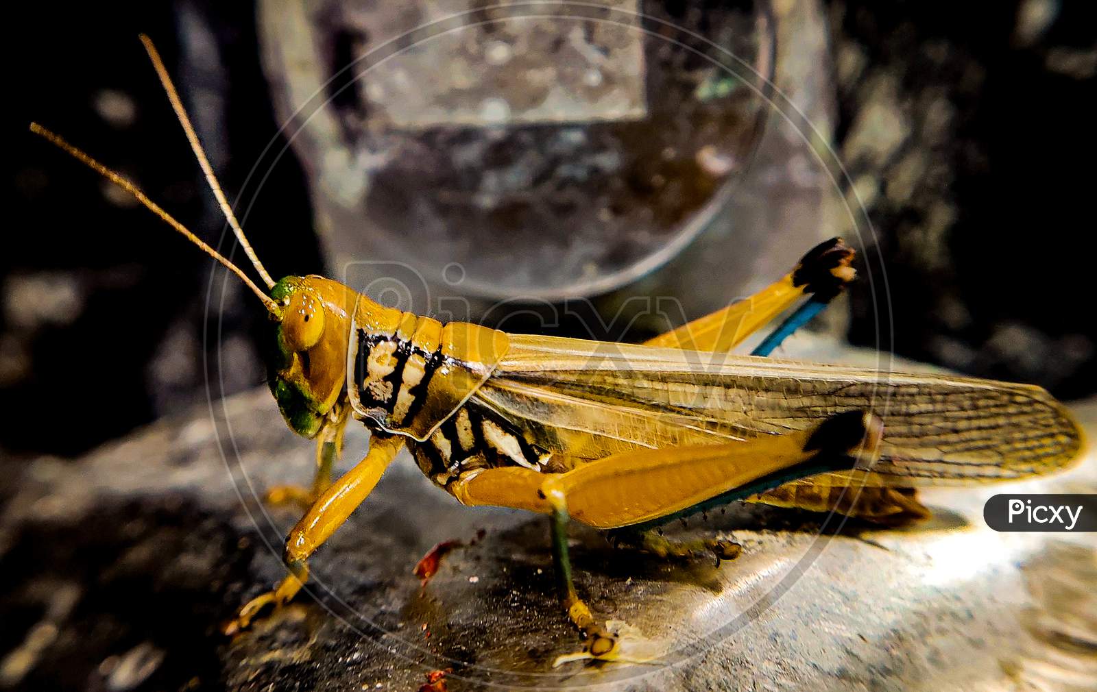 Grasshopper macro shot