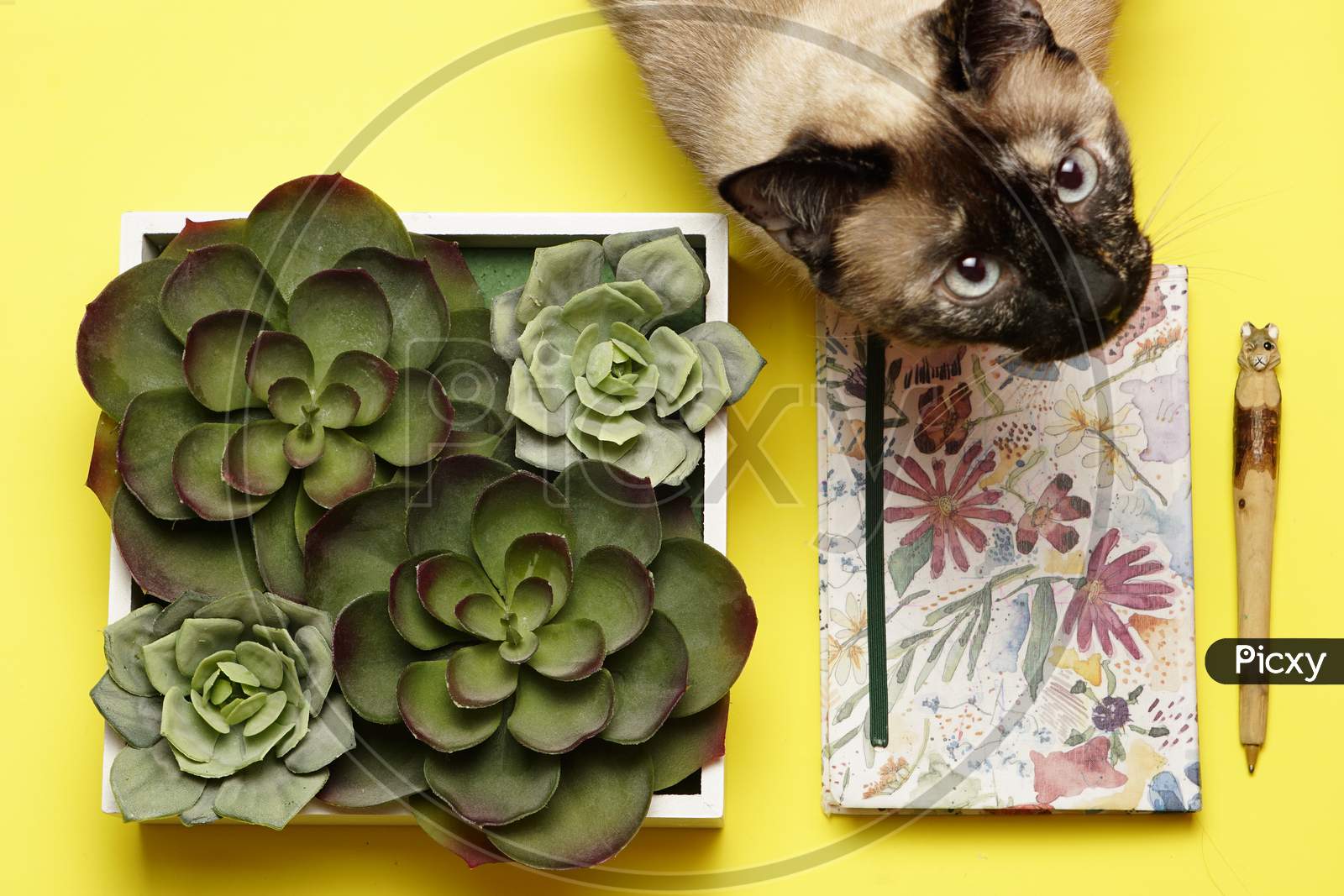 Top View Of Workspace With Agenda Plants And Siamese Cat. Flat Lay