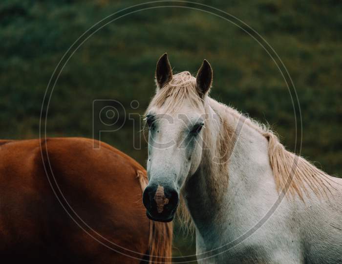 Close Up Of A White Horse Looking Straight To The Camera In The Valley On The Mountains