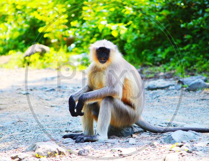 Monkey looking at camera