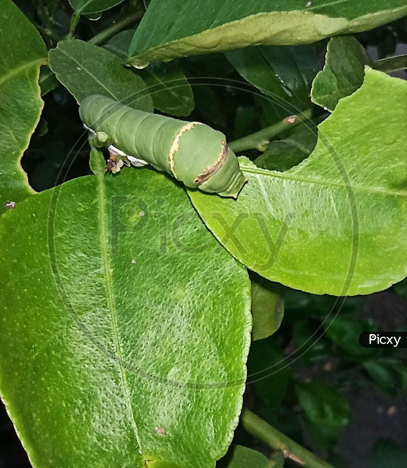A green colored insect on a plant stem