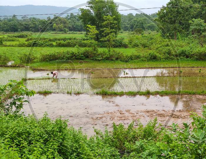 Paddy field farming in rainy season