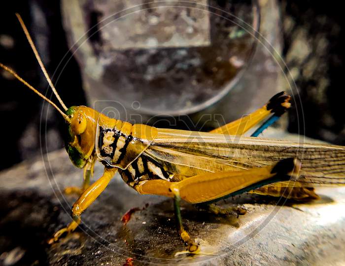 Grasshopper macro shot