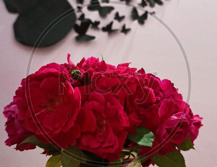 Beautiful red roses in a glass jar