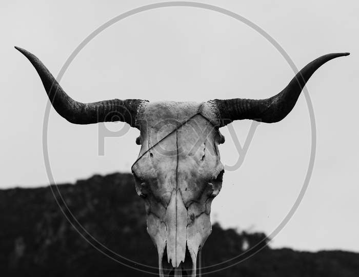 Black And White Close Up Of A Cow Skull Over A Wooden Trunk