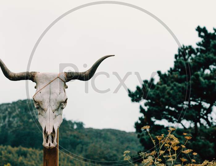 Cow Skull In A Wooden Trunk In Front Of Some Giant Mountains With Copy Space