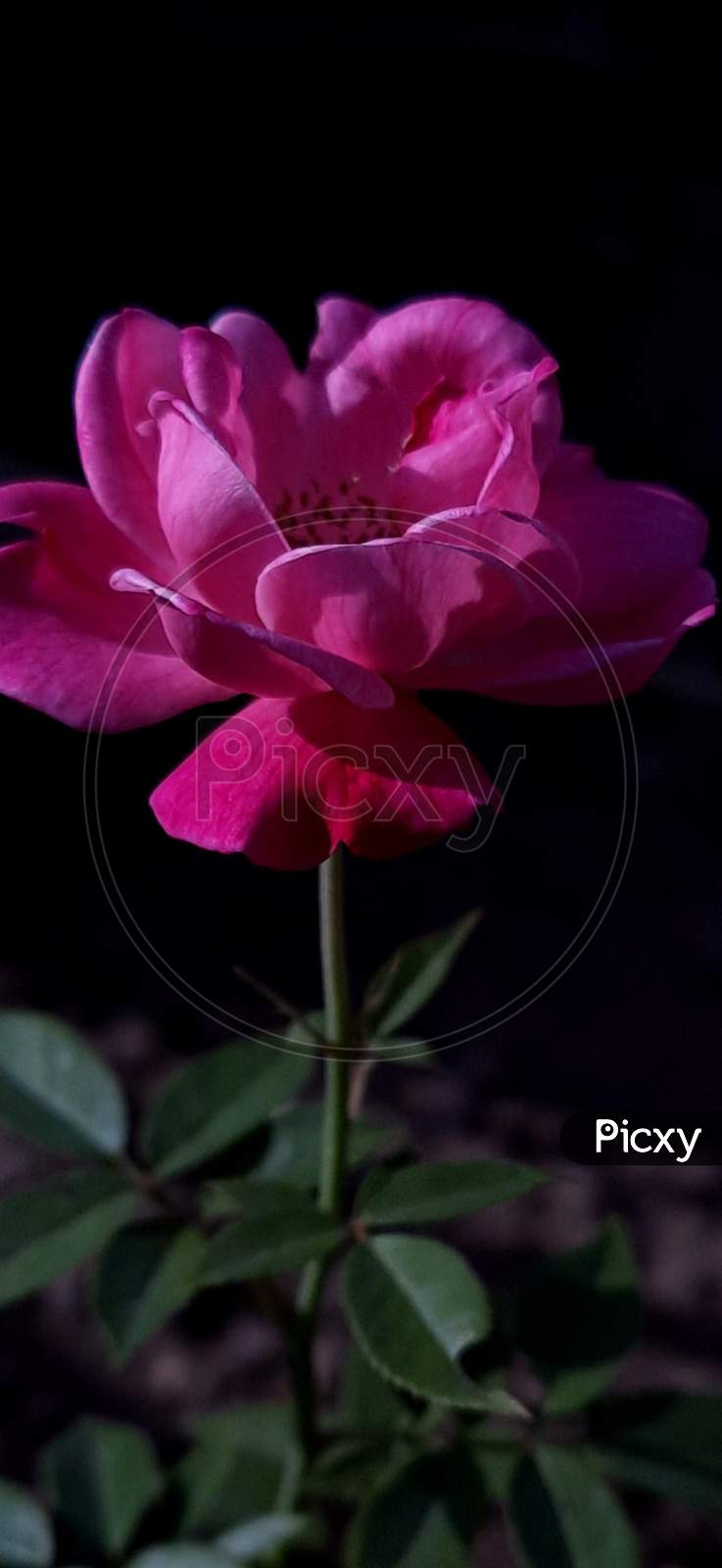 Flower, Pink rose