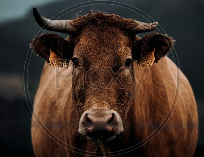 A Close Up Of A Brown Cow With A Broken Horn Looking Straight To Camera During A Stormy Day In The Middle Of The Mountains