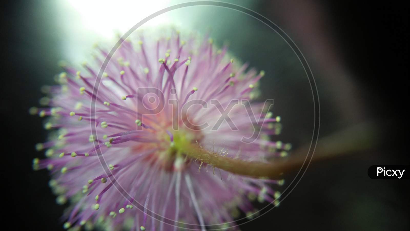 Micro pink flower