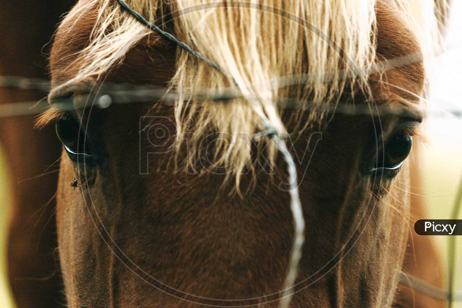 Super Close Up Of A Horse Looking Through The Fence With Sad Eyes