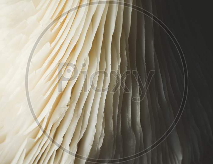 Extreme Macro Close Up Of Edible Mushrooms Details Texture