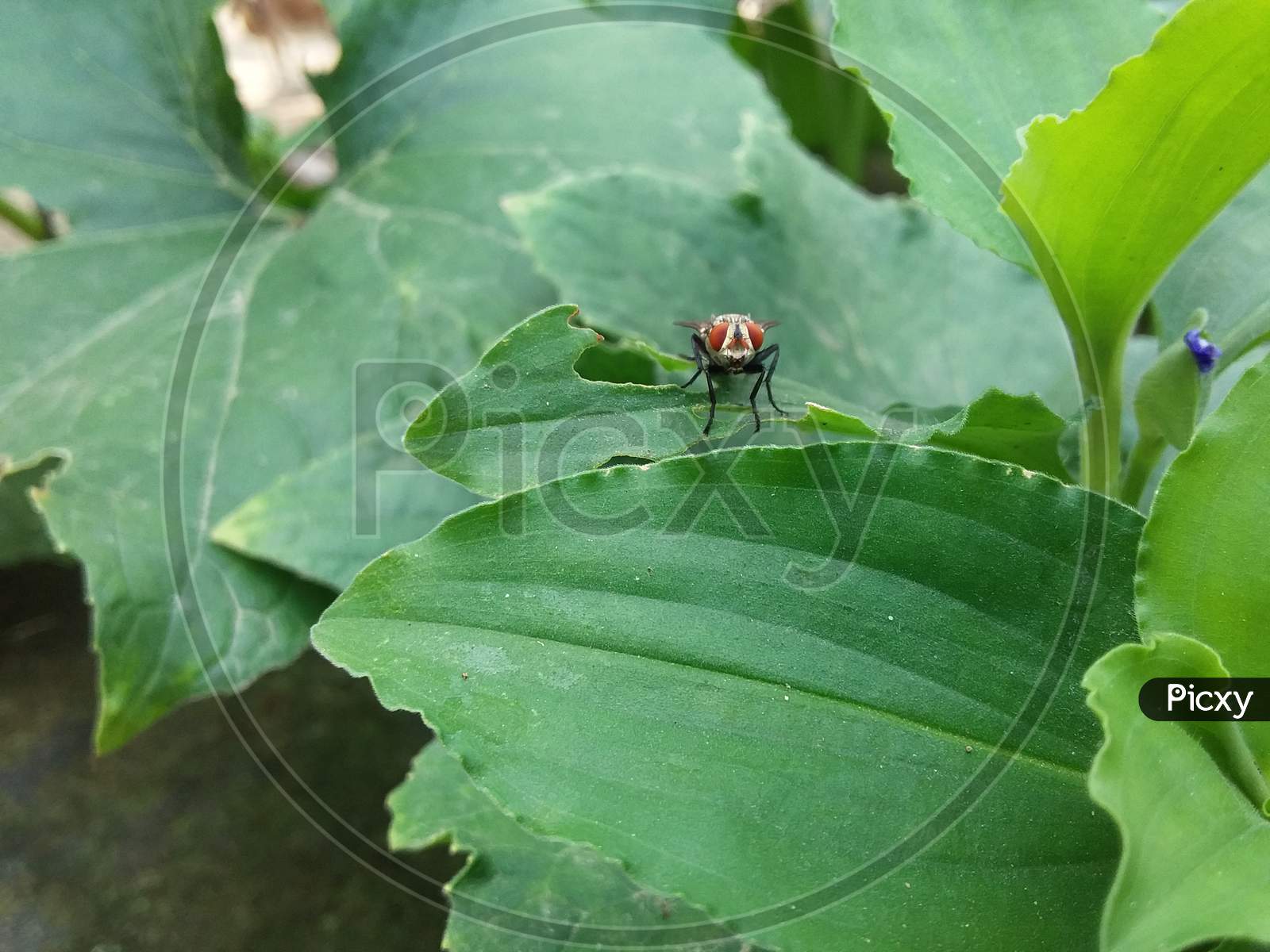 Closeup shot of a domestic fly sitting on a leaf.
