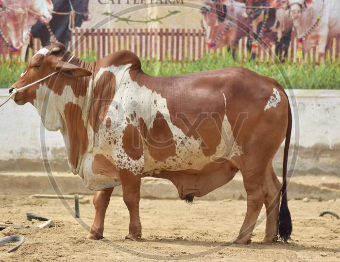 Brave Brown bull in Cattle Farm