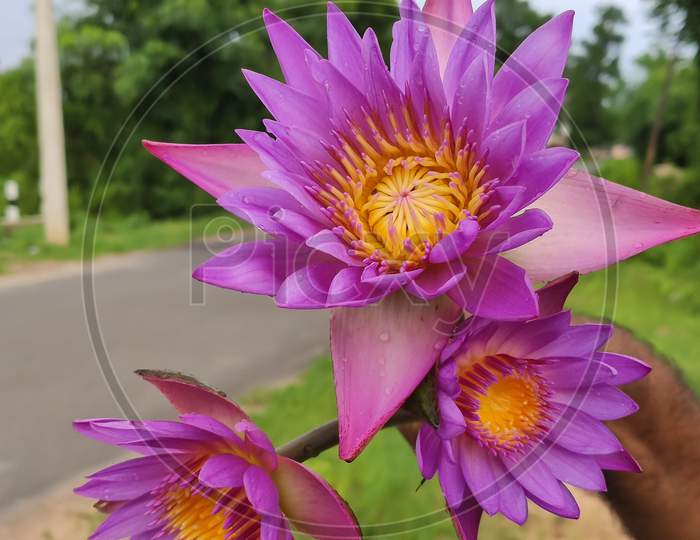 Purple water lily flowers on hand