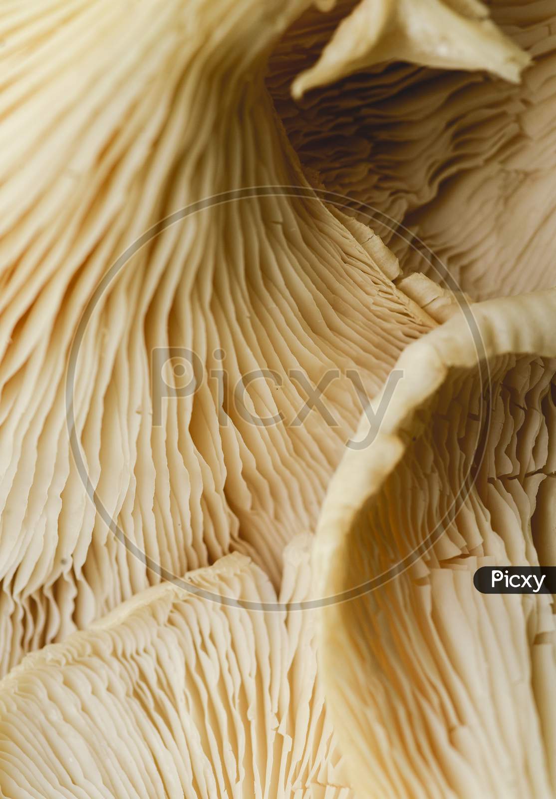 Extreme Macro Close Up Of Edible Mushrooms Details Texture