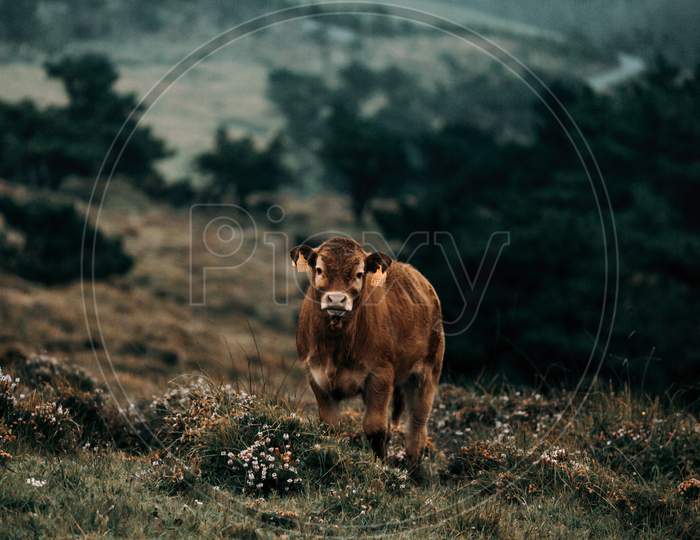 Brown Baby Cow Looking Straight To Camera In The Middle Of The Mountains