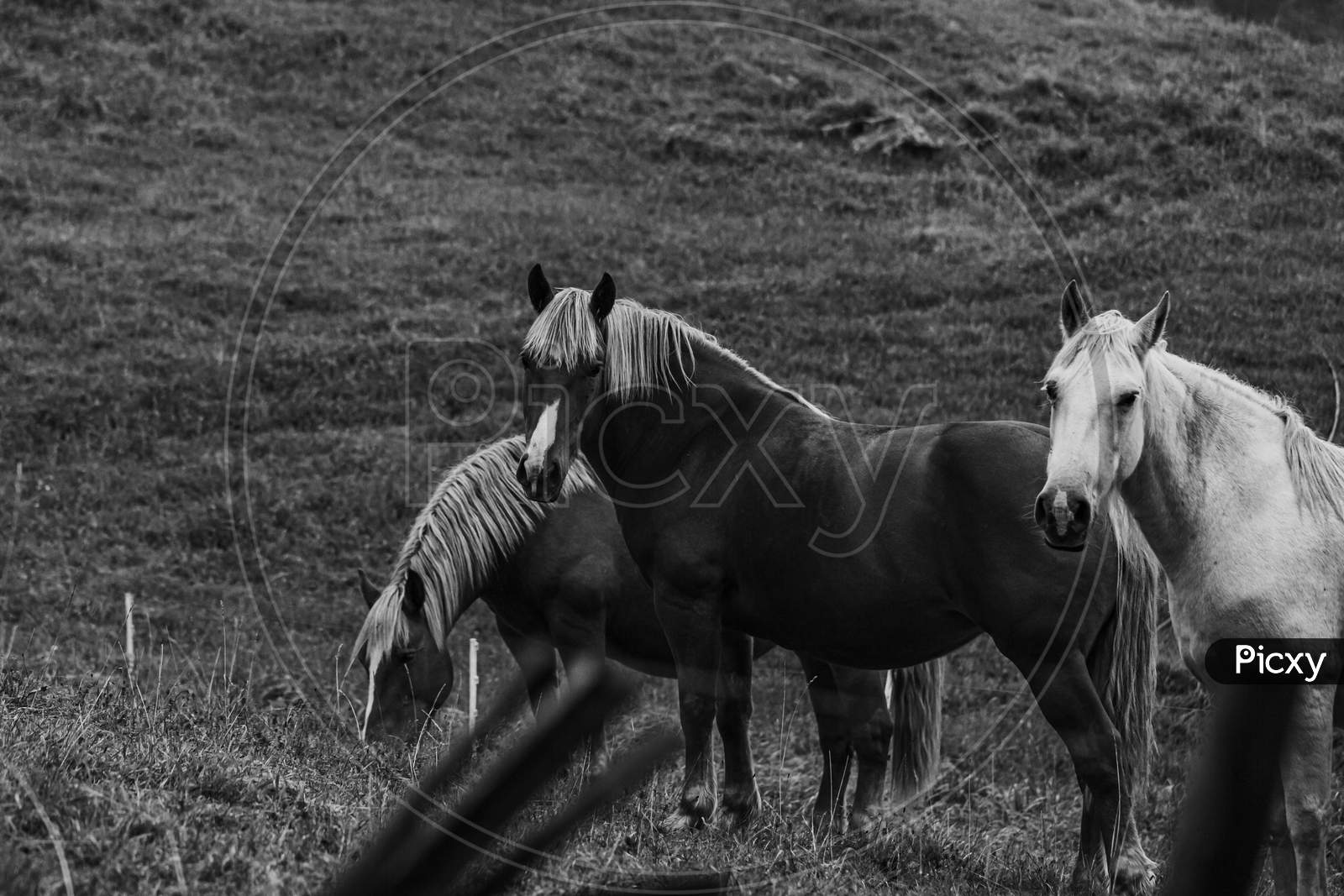 Black And White Shot Of A Group Of Horses In The Mountains Looking Straight To Camera
