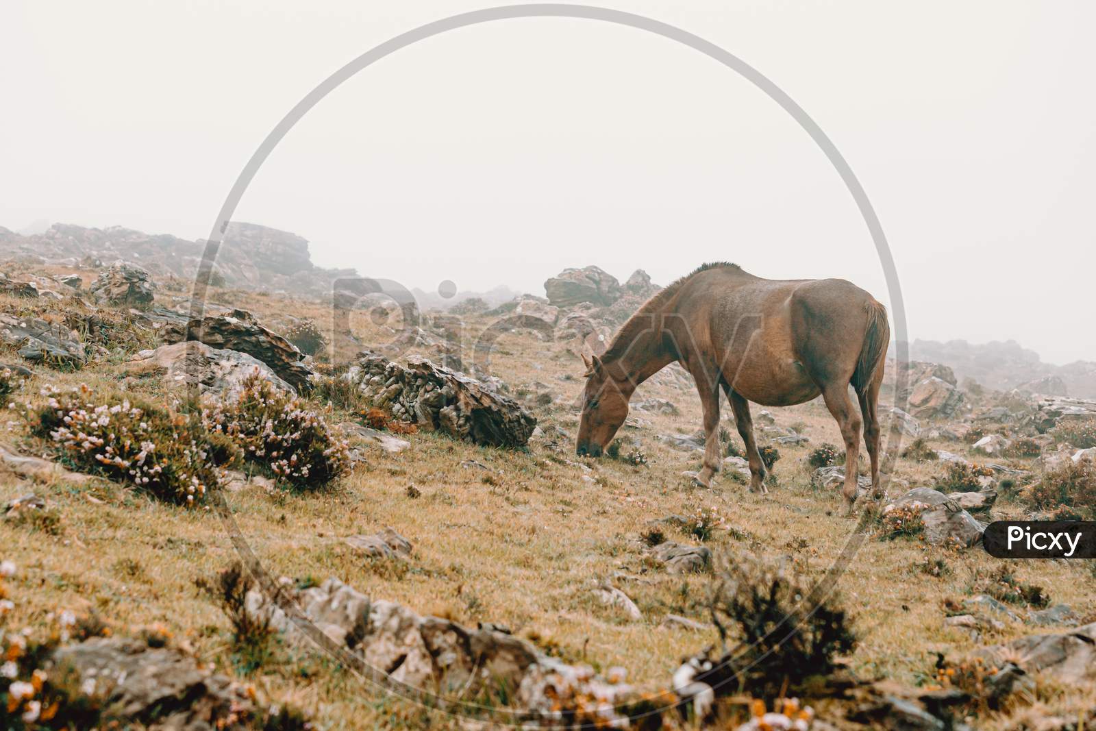 Brown Wild Horse In The Mountains Eating Grass With A Lot Of Mist And Copy Space