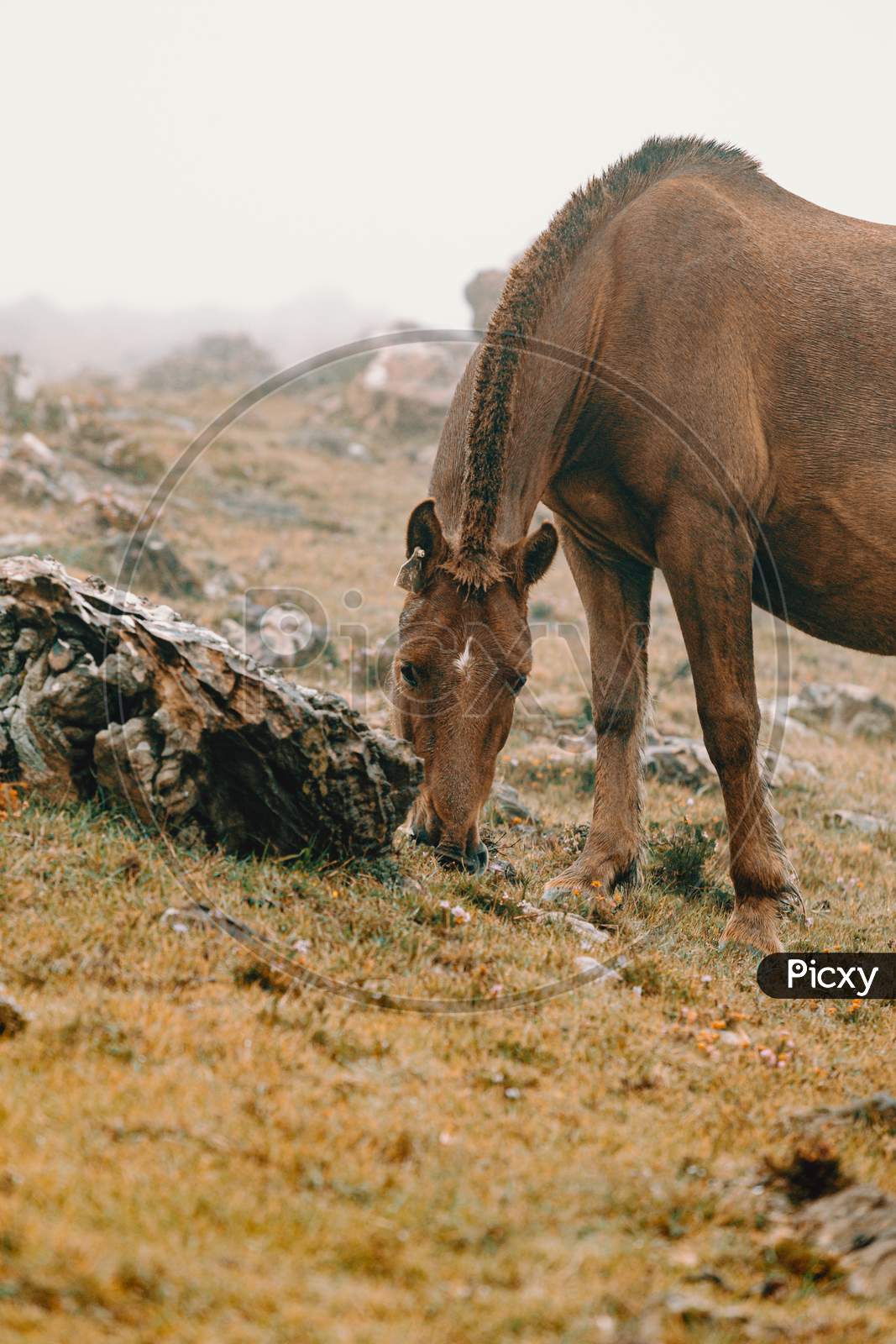 Close Up Of A Brown Wild Horse In The Mountains Eating Grass With A Lot Of Mist