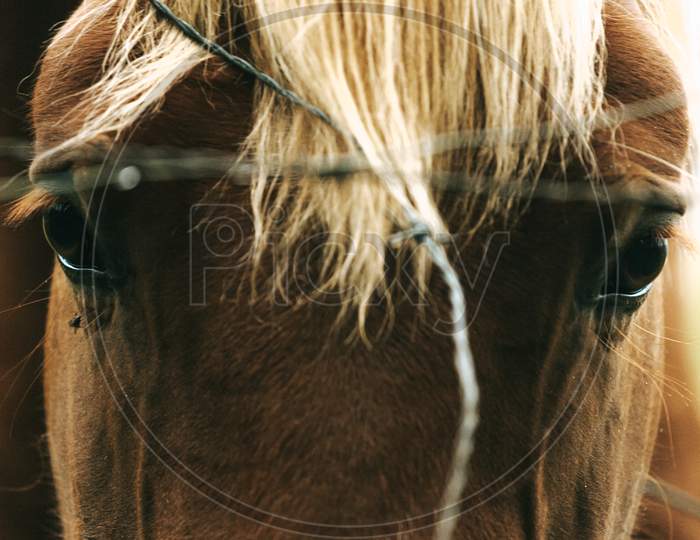 Super Close Up Of A Horse Looking Through The Fence With Sad Eyes
