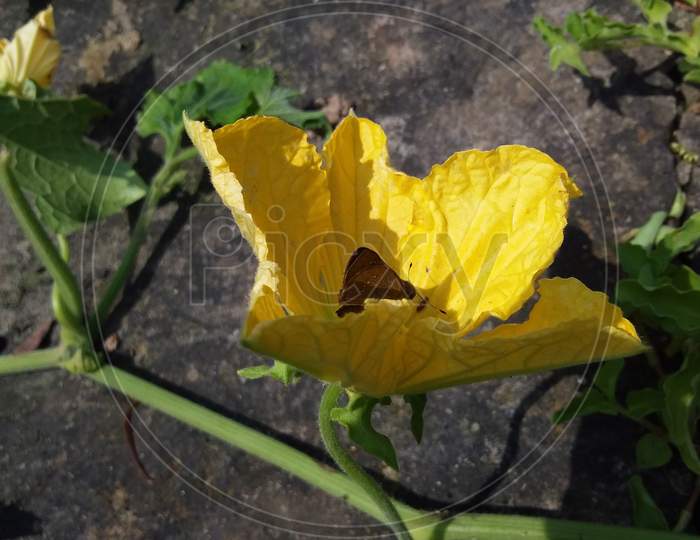 A brown butterfly is sitting on a yellow flower in the summer season collecting juice in India. Selective focus.