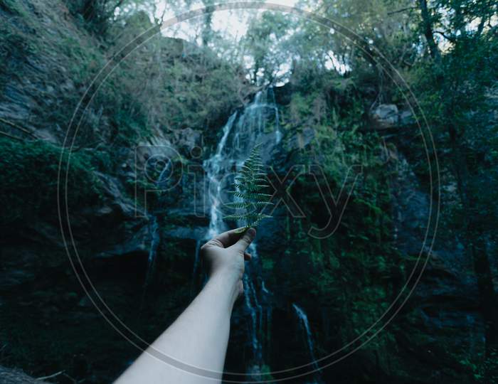 Hand Grabbing A Fern In Front Of A Dark Waterfall In The Middle Of The Forest