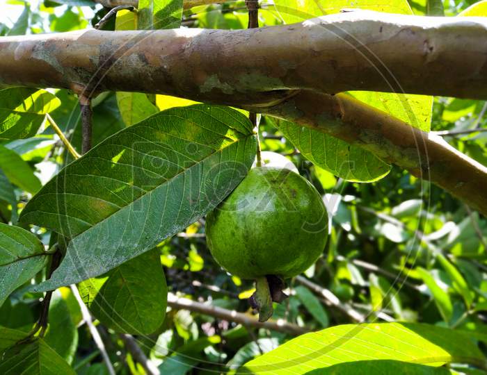 A Green Guava In A Tree. Scientific Name: Psidium Guajava