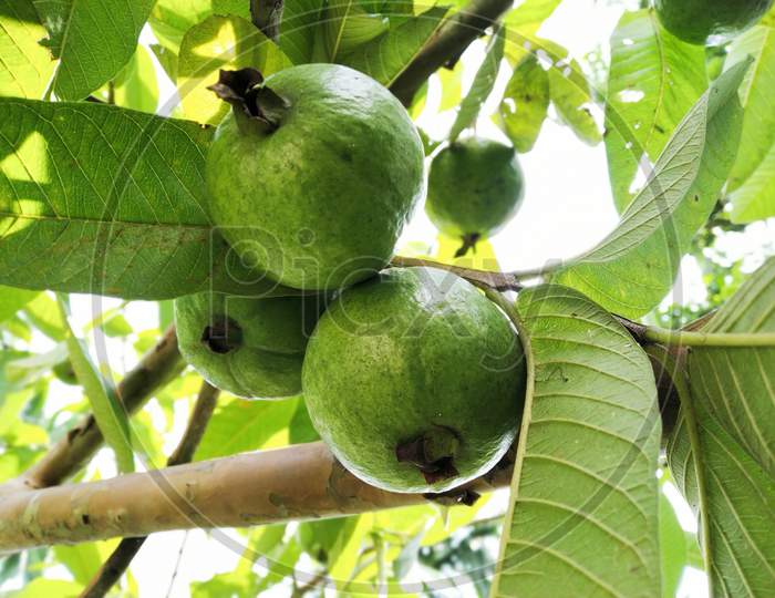 Three Green Guava In A Tree. Scientific Name: Psidium Guajava