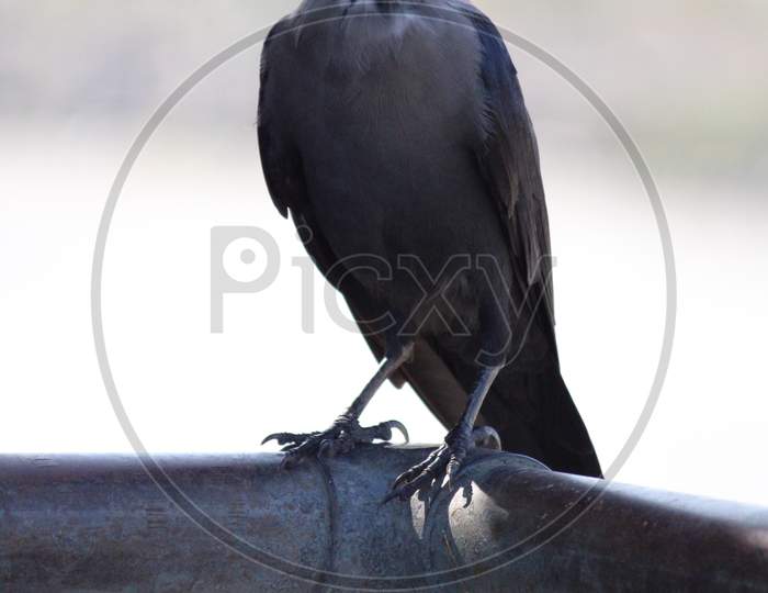 Beautiful Bird Crow Seting on Tree Branch Close Pic