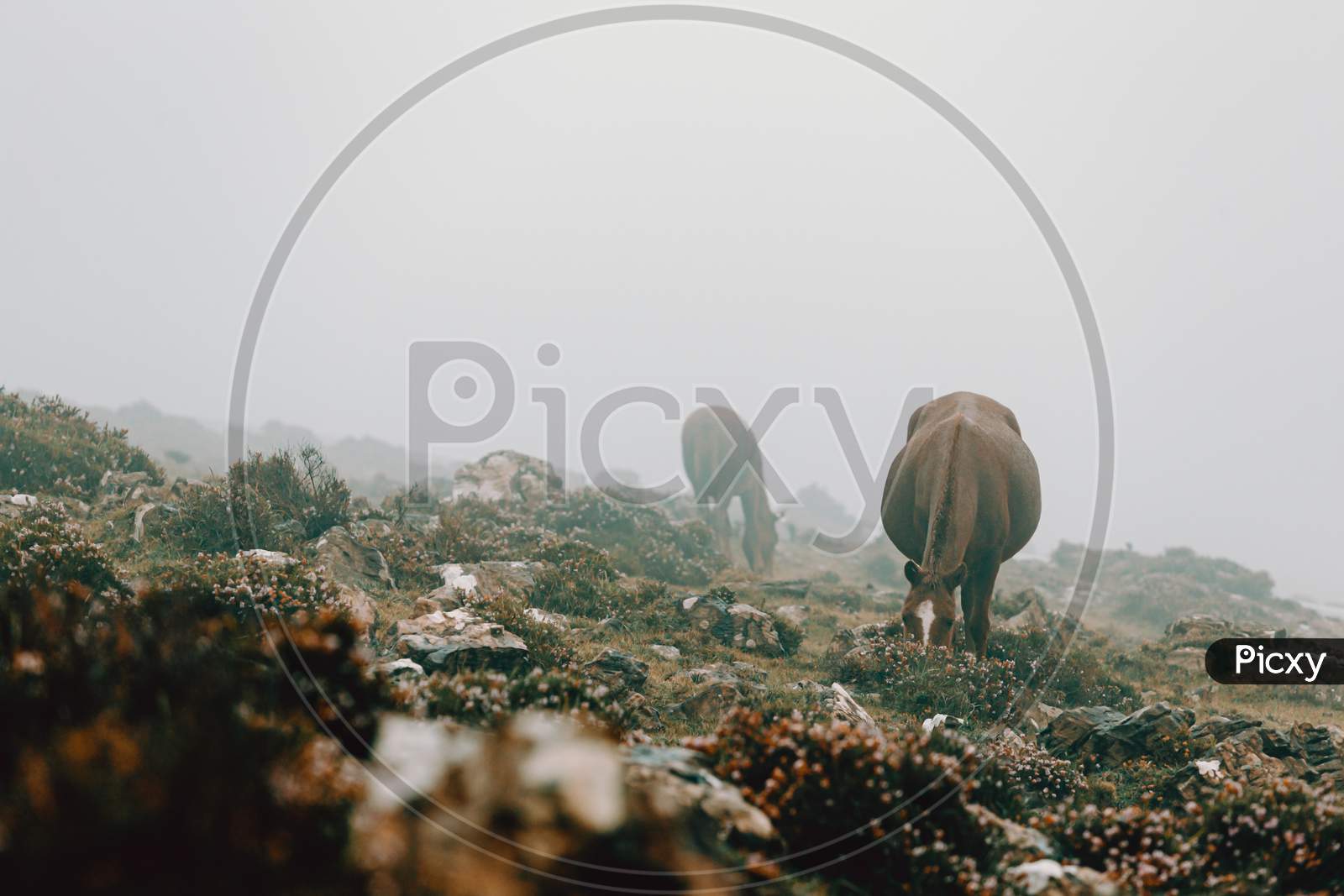 Landscaped Shot Of Two Horses Eating Grass In The Meadow In The Mountains Surrounded By Mist