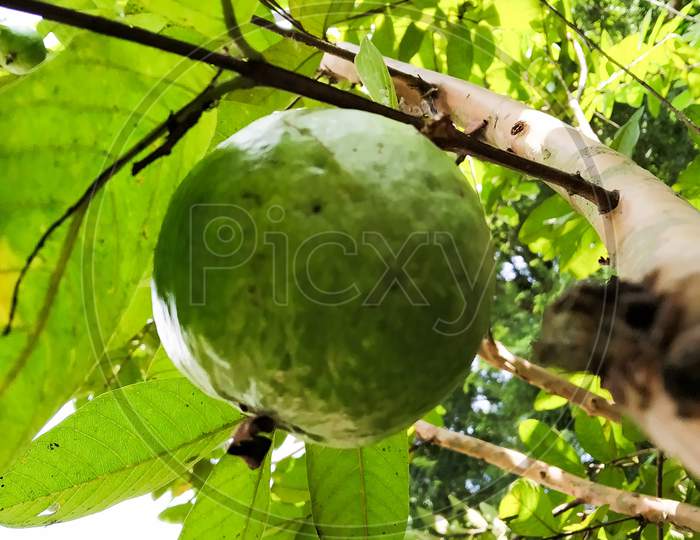 A Green Guava In A Tree. Scientific Name: Psidium Guajava