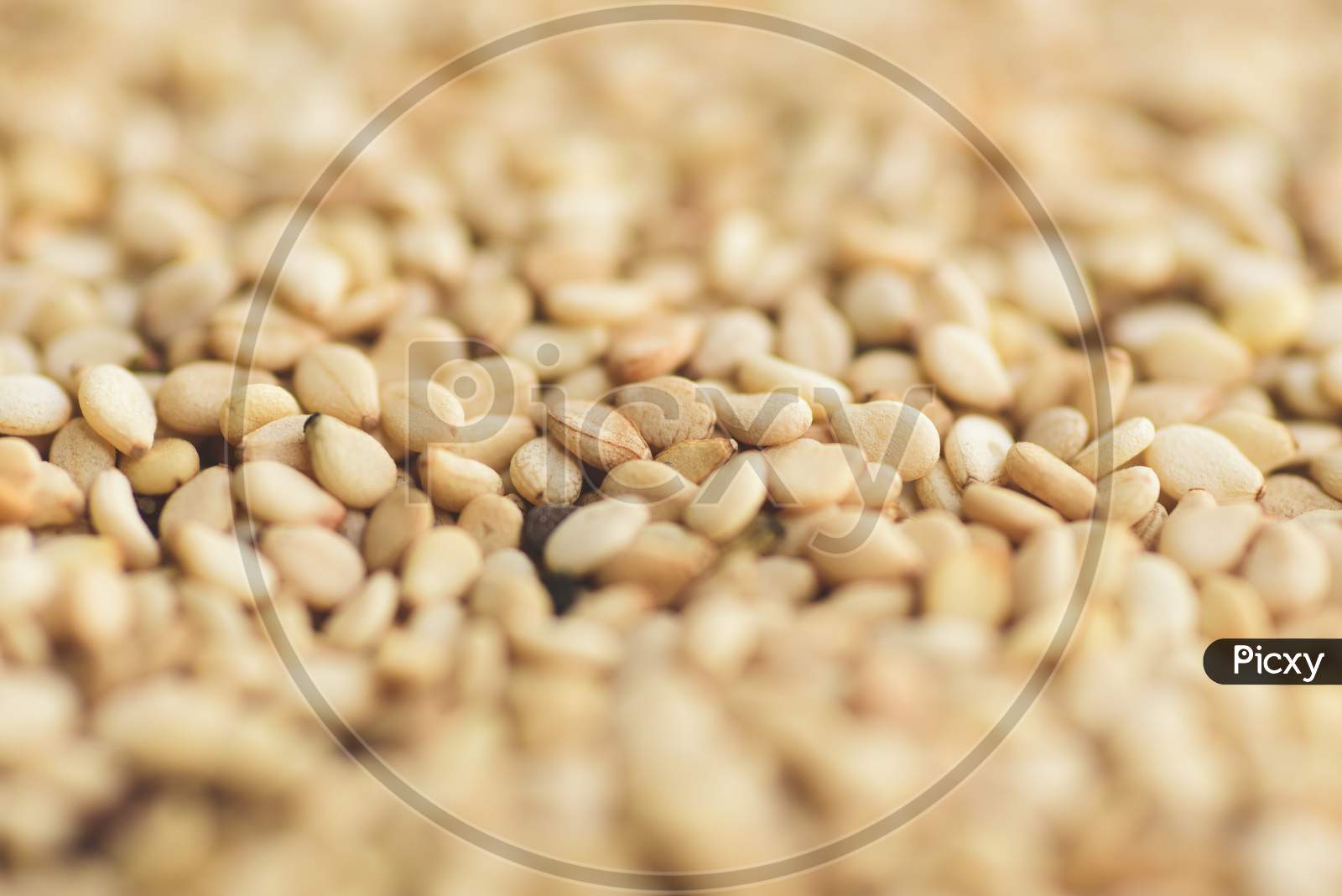 Macro Close Up Of Sesame Seeds, Selective Focus