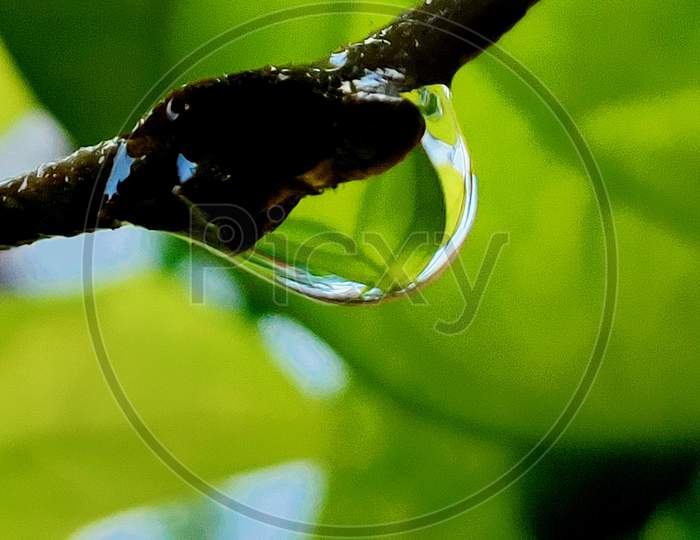 Leaf reflection in water droplet