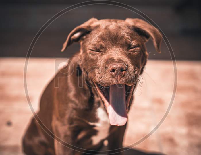 Chocolate American Pit Bull Terrier Yawning