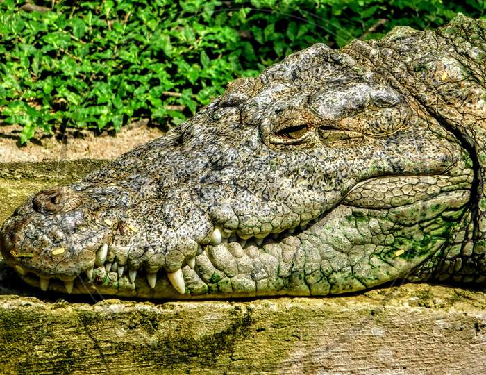 crocodile face