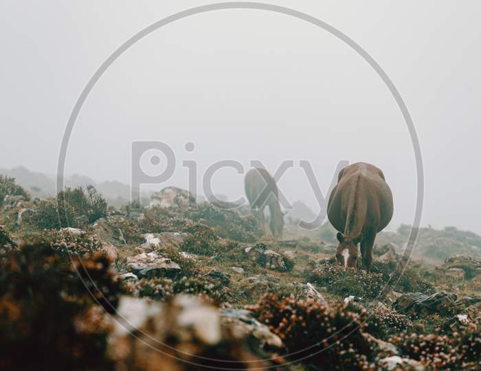 Landscaped Shot Of Two Horses Eating Grass In The Meadow In The Mountains Surrounded By Mist