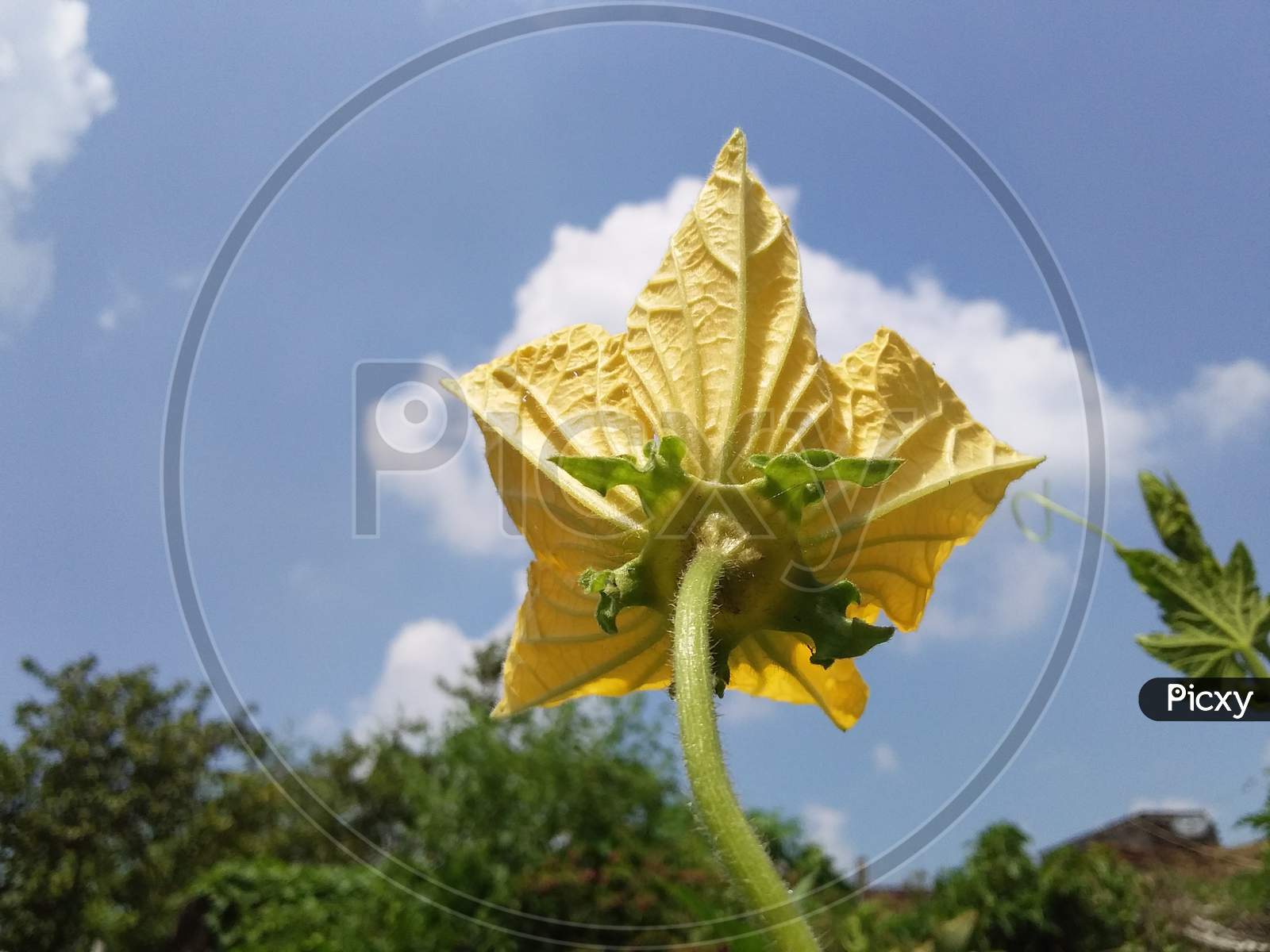 Closeup Yellow Sponge Gourd flower on beautiful Sky in India.