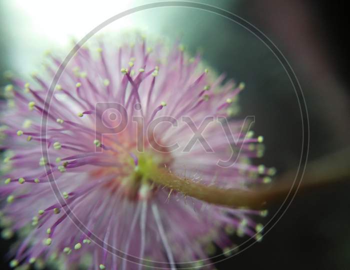 Micro pink flower