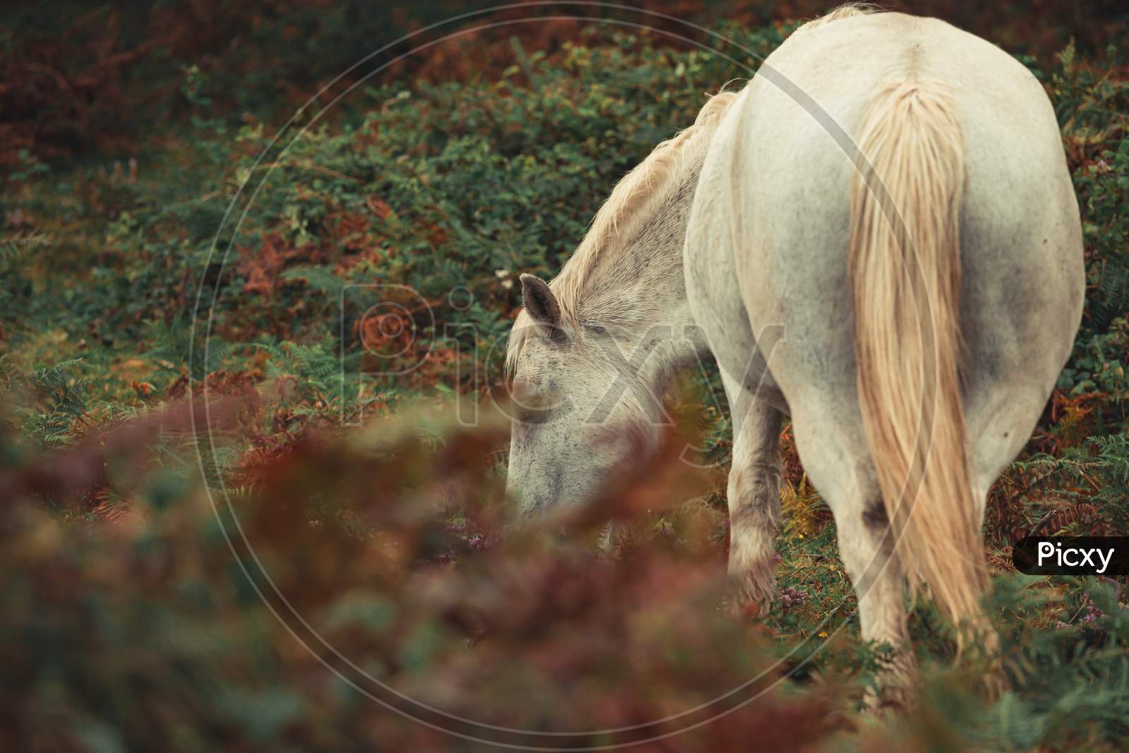Wild White Horse Eating Grass In The Wild Forest With Copy Space